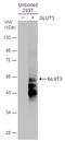 Solute Carrier Family 2 Member 3 antibody, GTX129175, GeneTex, Western Blot image 