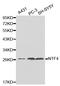 Neurotrophin 4 antibody, LS-C331246, Lifespan Biosciences, Western Blot image 