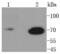Lamin B1 antibody, NBP2-67405, Novus Biologicals, Western Blot image 