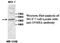 Inhibin Subunit Beta A antibody, MBS415486, MyBioSource, Western Blot image 