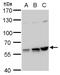 Polypyrimidine Tract Binding Protein 2 antibody, GTX116704, GeneTex, Western Blot image 