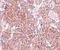 Tetraspanin 9 antibody, A12841, Boster Biological Technology, Immunohistochemistry paraffin image 