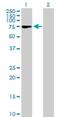 Zinc Finger Protein 319 antibody, H00057567-B01P, Novus Biologicals, Western Blot image 