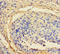 Zinc Finger Protein 165 antibody, A50604-100, Epigentek, Immunohistochemistry paraffin image 