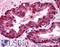Interferon Regulatory Factor 3 antibody, LS-B135, Lifespan Biosciences, Immunohistochemistry frozen image 