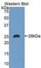 Apolipoprotein M antibody, LS-C314280, Lifespan Biosciences, Western Blot image 