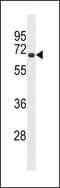 Ring Finger Protein, LIM Domain Interacting antibody, LS-C155992, Lifespan Biosciences, Western Blot image 