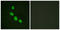 CCAAT Enhancer Binding Protein Epsilon antibody, LS-C117833, Lifespan Biosciences, Immunofluorescence image 