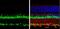 Paired box protein Pax-6 antibody, NBP2-19711, Novus Biologicals, Immunohistochemistry paraffin image 