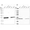 Triosephosphate Isomerase 1 antibody, NBP2-56753, Novus Biologicals, Western Blot image 