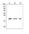 Adenine Phosphoribosyltransferase antibody, A02721-3, Boster Biological Technology, Western Blot image 