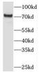 TBC1 Domain Family Member 23 antibody, FNab08513, FineTest, Western Blot image 