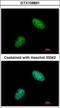 Exonuclease 1 antibody, GTX109891, GeneTex, Immunocytochemistry image 