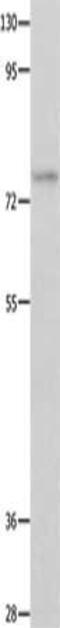 POU Class 2 Homeobox 1 antibody, CSB-PA374601, Cusabio, Western Blot image 
