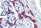 Serpin Family E Member 1 antibody, MBS247603, MyBioSource, Immunohistochemistry frozen image 