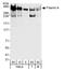 FLNA antibody, A301-134A, Bethyl Labs, Western Blot image 