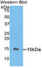 Growth Differentiation Factor 15 antibody, LS-C297870, Lifespan Biosciences, Western Blot image 