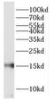 Fatty Acid Binding Protein 7 antibody, FNab02936, FineTest, Western Blot image 