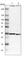 Density Regulated Re-Initiation And Release Factor antibody, HPA021783, Atlas Antibodies, Western Blot image 