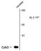 Cyclin Dependent Kinase 5 antibody, NBP1-47638, Novus Biologicals, Western Blot image 