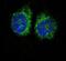 Nuclear Receptor Subfamily 4 Group A Member 2 antibody, PA5-13416, Invitrogen Antibodies, Immunofluorescence image 