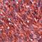 Anoctamin 1 antibody, MA5-16358, Invitrogen Antibodies, Immunohistochemistry paraffin image 
