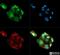 Proteasome 26S Subunit, Non-ATPase 10 antibody, NB100-1834, Novus Biologicals, Immunofluorescence image 