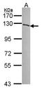 Poly(ADP-Ribose) Polymerase 1 antibody, LS-C109356, Lifespan Biosciences, Western Blot image 