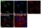 Nibrin antibody, 702670, Invitrogen Antibodies, Immunocytochemistry image 