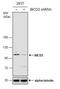 BICD Cargo Adaptor 2 antibody, NBP2-43684, Novus Biologicals, Western Blot image 