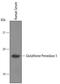 Glutathione peroxidase 3 antibody, BAF4199, R&D Systems, Western Blot image 