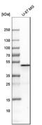 Perilipin 3 antibody, NBP1-87871, Novus Biologicals, Western Blot image 