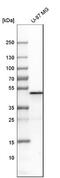 Perilipin-3 antibody, NBP1-87871, Novus Biologicals, Western Blot image 