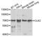 Dual specificity protein kinase CLK2 antibody, LS-C409434, Lifespan Biosciences, Western Blot image 