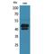 SP1 antibody, LS-C387007, Lifespan Biosciences, Western Blot image 