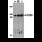 Toll Like Receptor 8 antibody, MBS151442, MyBioSource, Western Blot image 