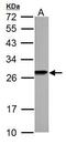High Mobility Group Box 1 antibody, PA5-27378, Invitrogen Antibodies, Western Blot image 