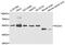 Fascin Actin-Bundling Protein 1 antibody, abx006708, Abbexa, Western Blot image 