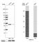 ARM10 antibody, HPA011057, Atlas Antibodies, Western Blot image 