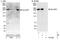 Structural Maintenance Of Chromosomes Flexible Hinge Domain Containing 1 antibody, NBP1-49969, Novus Biologicals, Western Blot image 