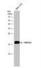 High Mobility Group AT-Hook 2 antibody, NBP2-43640, Novus Biologicals, Western Blot image 