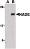 Brain Expressed X-Linked 3 antibody, PA5-20076, Invitrogen Antibodies, Western Blot image 