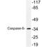 Caspase 6 antibody, LS-C176265, Lifespan Biosciences, Western Blot image 