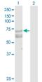 TNFRSF21 antibody, H00027242-D01P, Novus Biologicals, Western Blot image 