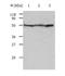 Tubulin Alpha 4a antibody, TA324298, Origene, Western Blot image 