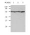 Tubulin Alpha 4a antibody, TA324298, Origene, Western Blot image 