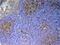 CD59A glycoprotein antibody, A00914, Boster Biological Technology, Immunohistochemistry frozen image 