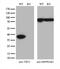 Twinfilin Actin Binding Protein 1 antibody, M07004-1, Boster Biological Technology, Western Blot image 