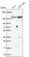 Family With Sequence Similarity 120A antibody, NBP2-38771, Novus Biologicals, Western Blot image 