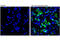 Caspase 8 antibody, 8592T, Cell Signaling Technology, Immunofluorescence image 